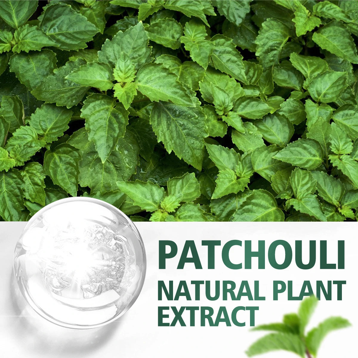Patchouli Essential Oil for Face & Body